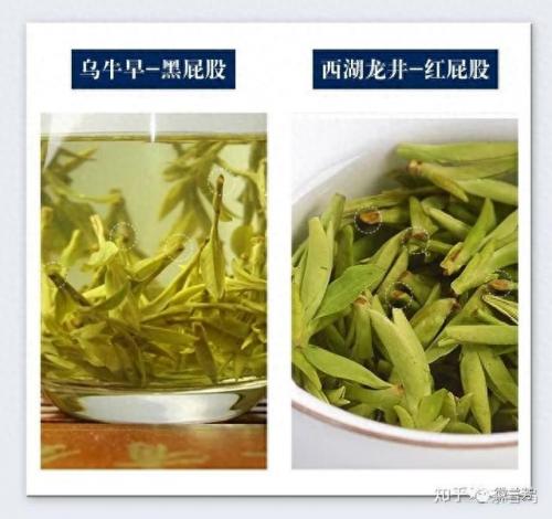 龙井品种排名前十(龙井哪个品种最好)插图5