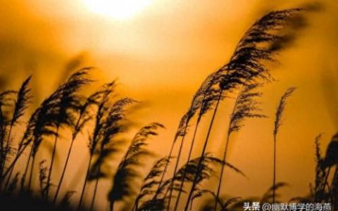 风之力(风之力去哪里刷)