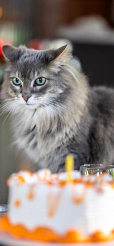 猫酷壁纸(最近很火的猫壁纸霸气)插图6