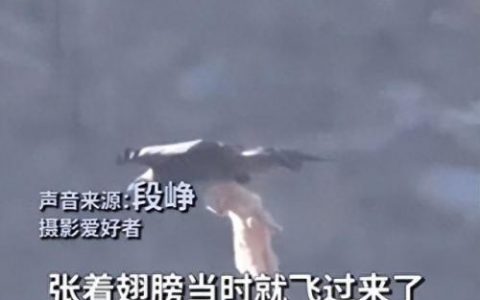 金雕有多大(世界上最大的雕)