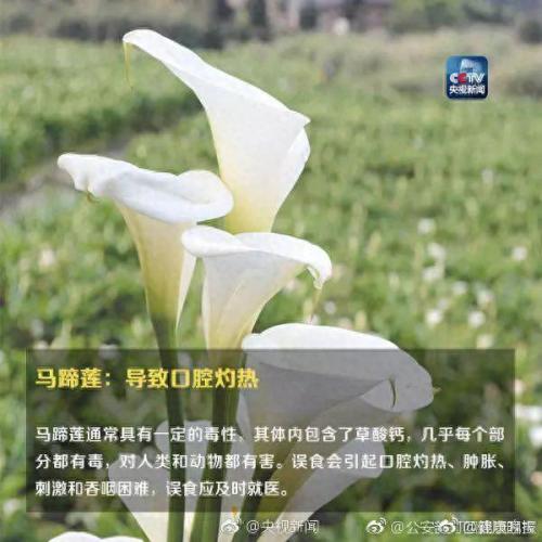 养合元是什么(养合元是什么东西呀)插图6