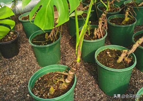 苏州商超盆景批发排名前十(江苏盆景批发市场排名)插图5