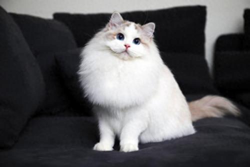 人民币上的猫(100元人民币后有猫)插图7