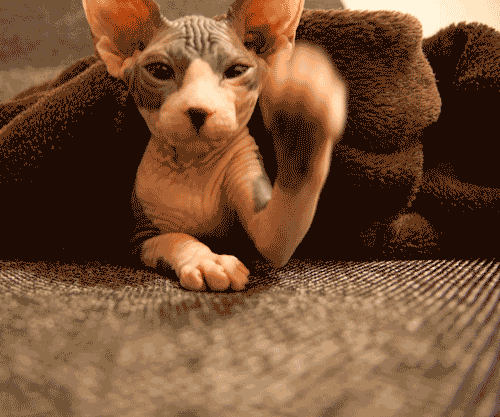 人民币上的猫(100元人民币后有猫)插图2