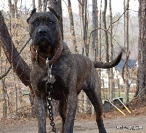 世界前五猎犬排名前十(世界三种猎犬排名前十)插图4