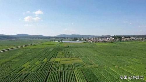 楚雄烤烟排名前十(2023楚雄烤烟收购价目表)插图