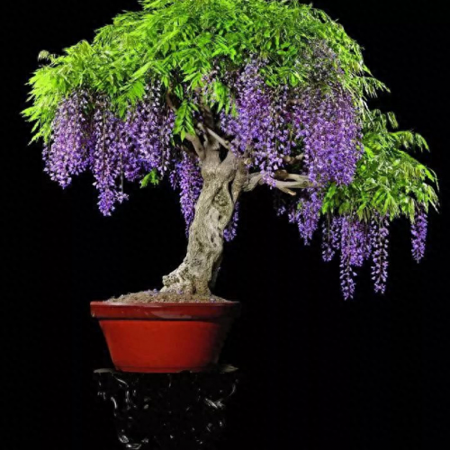 排名前十的名花(中国名花排名前50)插图29