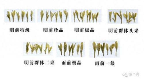龙井品种排名前十(龙井哪个品种最好)插图8