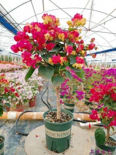 热带耐晒花卉排名前十(热带花卉攻略)插图13