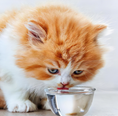 猫咪必备药膏排名前十(猫咪拉稀必备药)插图8