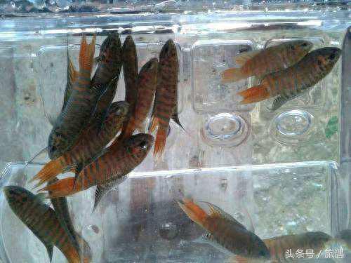 溪流鱼种排名前十(三明溪流鱼种)插图1