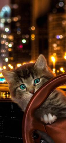 猫酷壁纸(最近很火的猫壁纸霸气)插图22