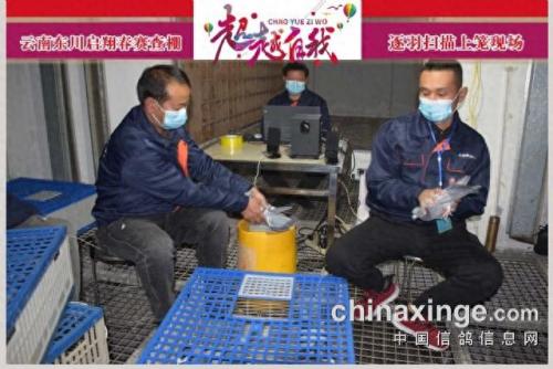 金亚赛鸽中心春棚(宣威金亚赛鸽中心春棚)插图10
