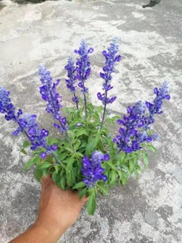 热带耐晒花卉排名前十(热带花卉攻略)插图2