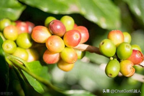 菲律宾咖啡排名前十(菲律宾咖啡贵吗)插图8