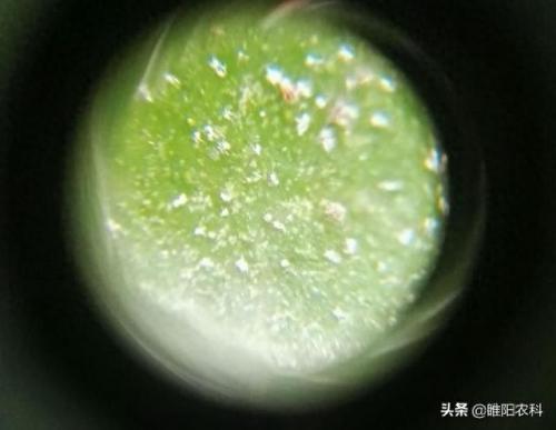 红蜘蛛5(红蜘蛛免费完整版)插图4