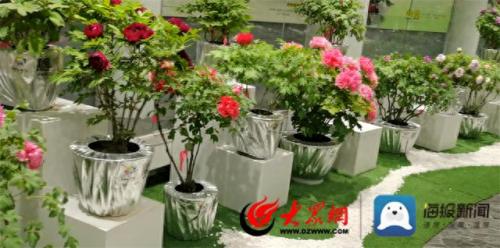 菏泽牡丹花会(菏泽牡丹园门票价格)插图