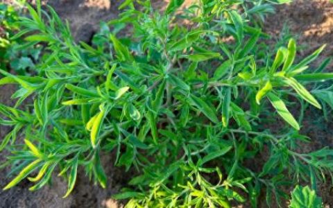 笤帚菜(扫帚菜的功效和作用)