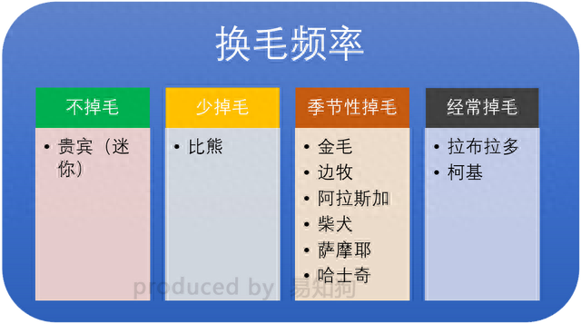 排名前十犬种(最好十种犬种)插图16