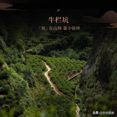 桂皮品牌排名前十(桂皮有哪些功效和用途)插图