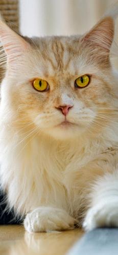 猫酷壁纸(最近很火的猫壁纸霸气)插图21