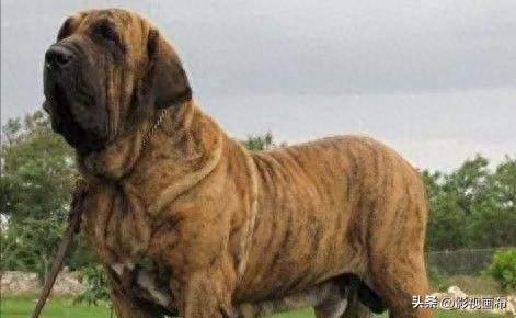 世界前五猎犬排名前十(世界三种猎犬排名前十)插图6