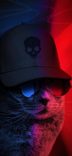猫酷壁纸(最近很火的猫壁纸霸气)插图12
