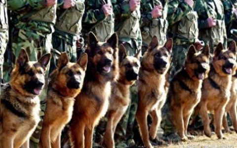 军犬黑色品种排名前十(军犬名称大全)