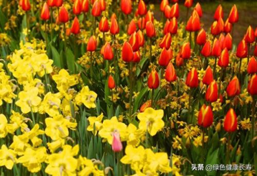 荷兰住宅公园排名前十(荷兰小镇空中别墅)插图38