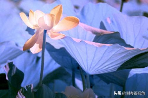 另类图库(49个图库app)插图4