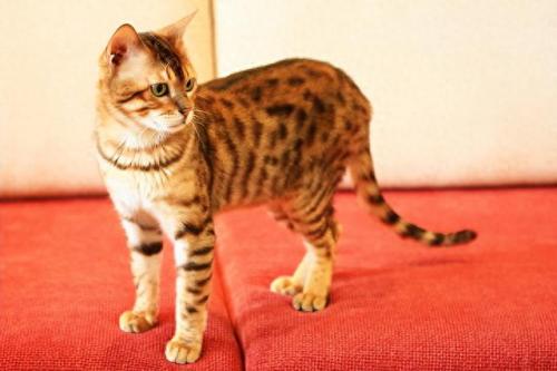 品种猫排名前十(猫品种排行靠前)插图7