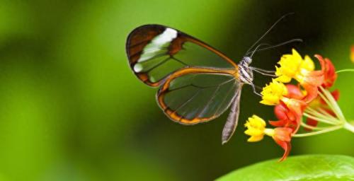 世界上最好的生物排名前十(世界上十大厉害的生物)插图6