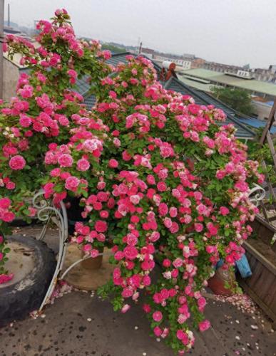 排名前十的名花(中国名花排名前50)插图1