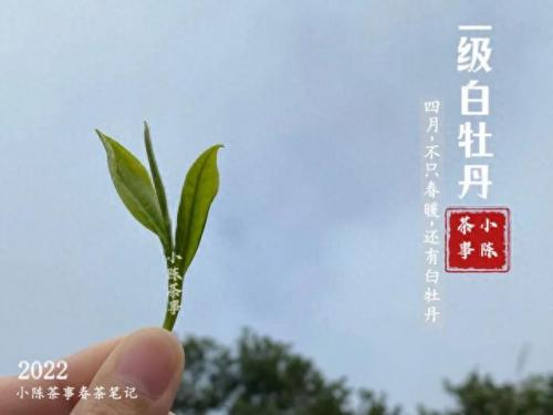 白茶品类排名前十(白茶品牌排名前十名)插图6