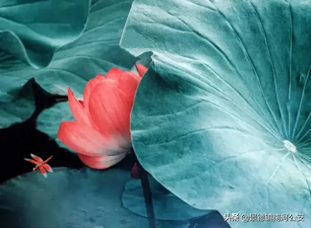 飞花轻寒李白(飞花轻寒古诗)插图1