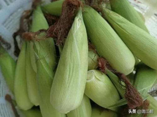 排名前十糯玉米(糯玉米口碑第一名)插图13