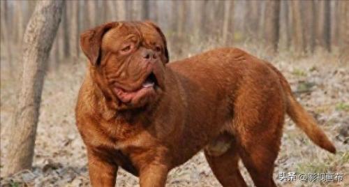 世界前五猎犬排名前十(世界三种猎犬排名前十)插图20