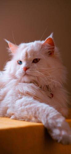 猫酷壁纸(最近很火的猫壁纸霸气)插图8