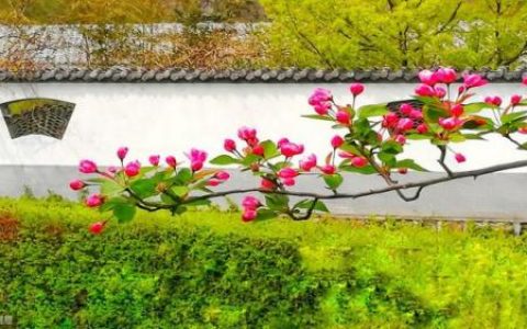 一枝红杏出墙来打一成语(一枝红杏要出墙来打一成语)