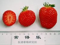 十大草莓排名前十图片(吃草莓的十大好处)插图33