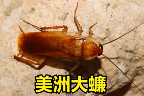 所有蟑螂排名前十(蟑螂掉进内衣里)插图