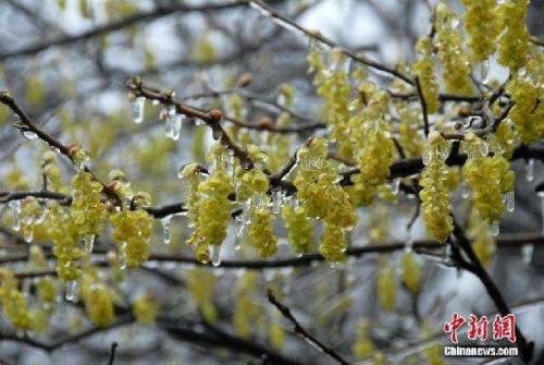 描写惊蛰节气的诗句有哪些-(惊蛰品茶诗句)插图1