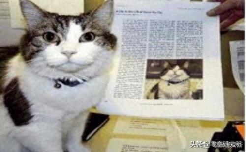 死神的宠物(死神的猫咪在哪里)插图2