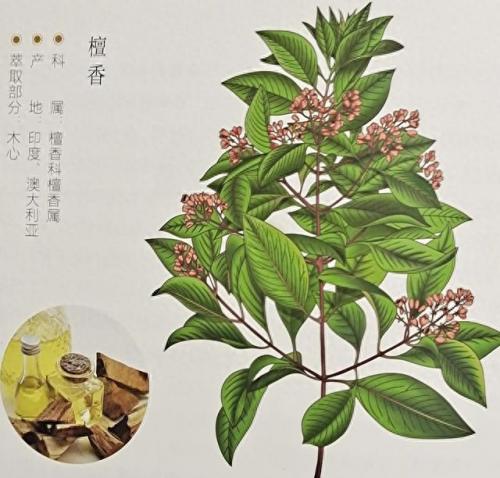 排名前十印度精油(全球最好的精油排行榜)插图1