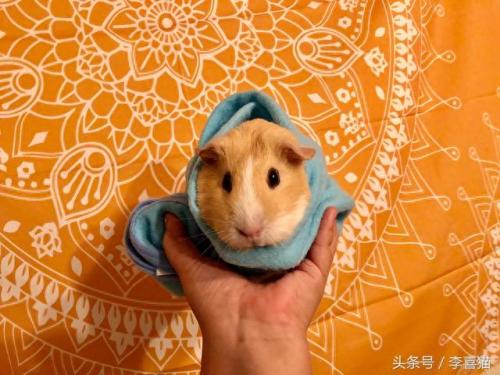 豚鼠数量排名前十(养豚鼠的10大禁忌)插图