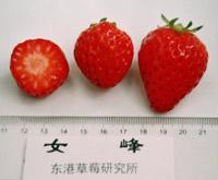 十大草莓排名前十图片(吃草莓的十大好处)插图15