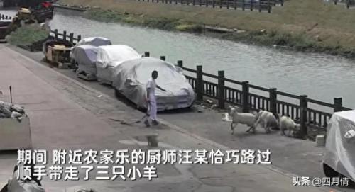 送三只小羊回家(送三只小羊回家2)插图1