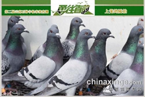 金亚赛鸽中心春棚(宣威金亚赛鸽中心春棚)插图2