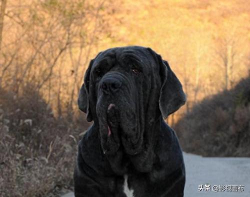 世界前五猎犬排名前十(世界三种猎犬排名前十)插图9