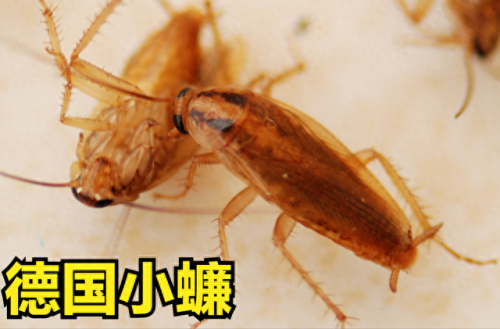 所有蟑螂排名前十(蟑螂掉进内衣里)插图2
